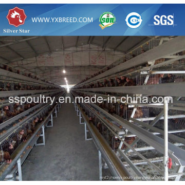 Poultry Layer Cage